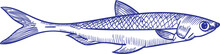Anchovy Fish Monochrome Hand Drawn Illustration
