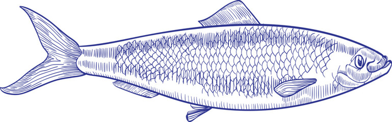 Herring Fish Monochrome Hand Drawn Illustration