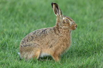 Wall Mural - close up of an alert brown hare in springtime. facing right in lush green meadow, yorkshire dales, u