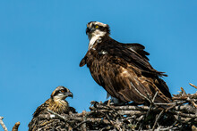 Osprey With Baby Chick