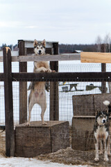 Wall Mural - Two Alaskan huskies in kennel. Dog looks like Siberian husky, stands with hind legs on booth, and holds fence in enclosure with front paws and looks forward. Second one is standing next to.