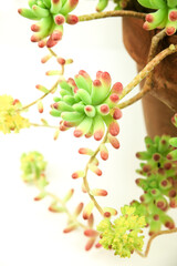 Sedum rubrotinctum R.T. Clausen plant