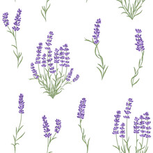 Fresh Cut Fragrant Lavender Plant Flower Seamless Pattern.