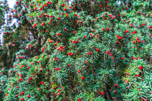 Bright Red Yew Berries As Natural Background