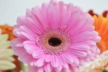Pink Gerber Daisy Close Up