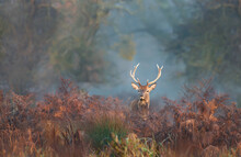 Close Up Of A Young Red Deer Stag Standing In Bracken In Autumn