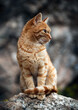 Cat, ottoman cat, turkish cat