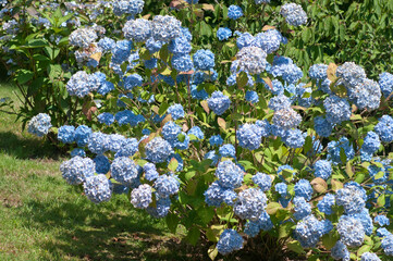 Wall Mural - a large bush of blue hydrangea in the bright rays of the sun on a summer day