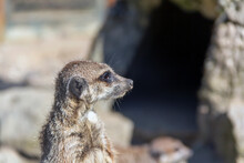 A Meerkat Watching Her Surroundings And Looking Out For Dangers