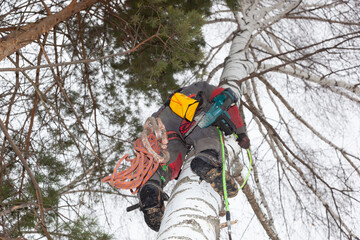 Poster - Tree surgeon. Working with a chainsaw. Sawing wood with a chainsaw.