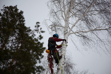 Canvas Print - Tree surgeon. Working with a chainsaw. Sawing wood with a chainsaw.