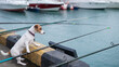 Jack Russell Terrier dog sitting with a fishing rod near the harbor. 