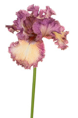Wall Mural - iris flower isolated