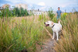 © Evgeny Leontiev - A white Labrador walking with its owner on a leash, in a summer field.
