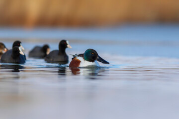 Swimming duck. Blue water background. Duck; Northern Shoveler. (Spatula clypeata)