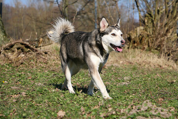  beautiful small husky is walking in the garden
