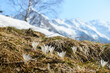 Krokus auf einem braunen Fleck Wiese in den Alpen mit schneebedecktem Berg im Hintergrund