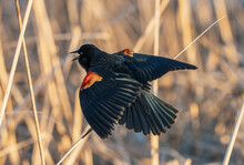 Redwing Blackbird
