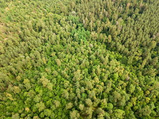 Wall Mural - Green coniferous forest in summer. Aerial drone view.