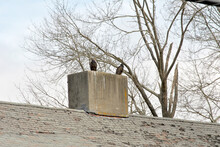 Two Black Vultures (Cathartes Aura) Perched On An Old Chimney