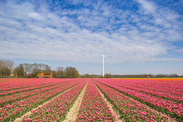 Wall Mural - Red and white tulips in front of a wind turbine in Noordoostpolder, Netherlands