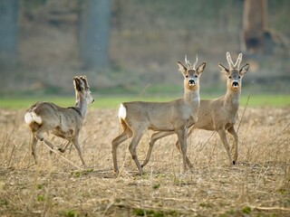 Wall Mural - two deer in the grass