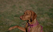 © Marrow83 - A ungarian magyar vizsla dog closeup in jena