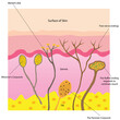 Structures of the Dermis. The dermis contains most of the structures found in skin, Hair, hair follicle, and oil glands.