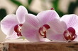 Kwiaty storczyka leżące na drewnianej desce. Orchid flowers lying on a wooden board.