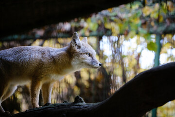 Wall Mural - fox, fenek, small cat