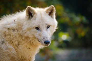 Wall Mural - arctic wolf, portrait, hungry, meat