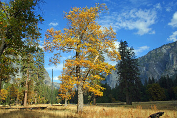 Wall Mural - Fall in Yosemite Valley