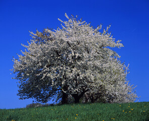 Poster - Baum im Frühling