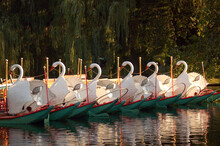 Boston's Famed Swan Boats Rest In The Late Afternoon In The Publik Garden