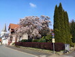 Blühender Baum im Frühling vor blauem Himmel im Sonnenschein in einem Garten in der Altstadt von Oerlinghausen bei Bielefeld am Hermannsweg im Teutoburger Wald in Ostwestfalen-Lippe
