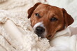 Dog lying lazily on pillows. Jack Russell Terrier (JRT)
Pies leżący leniwie na poduszkach. Jack Russell Terrier (JRT)