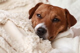 Fototapeta  - Dog lying lazily on pillows. Jack Russell Terrier (JRT)
Pies leżący leniwie na poduszkach. Jack Russell Terrier (JRT)