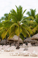 Wall Mural - Deserted sandy beach with palm tree, and thatched awnings and sun loungers on the Caribbean coast of the Dominican Republic