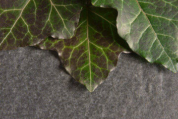 Wall Mural - green ivy leaves on a gray stone background.