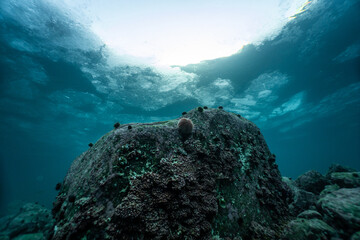 An underwater shot of an urchin sitting on a rock in the Atlantic ocean, surface background, reef foreground