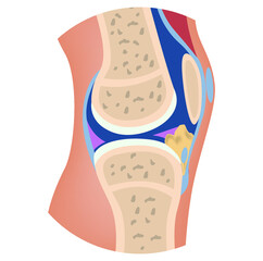 The structure of the human knee. Cross-sectional anatomy of bones. Medical vector illustration