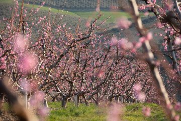 fiori di pesco sugli alberi primavera