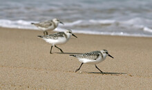 Sanderlings On The Beach At Chatham, Cape Cod