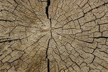 Real authentic gray natural textured wood background with brown hues. The end of an old sawn cracked tree.