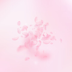 Wall Mural - Sakura petals falling down. Romantic pink flowers explosion. Flying petals on pink square background. Love, romance concept. Exotic wedding invitation.