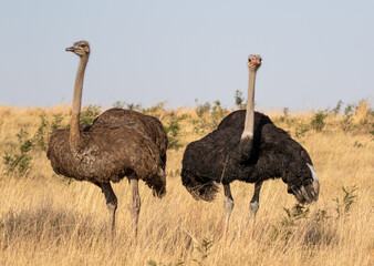 Wall Mural - Ostrich pair, Kruger National Park