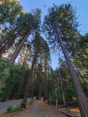 Wall Mural - Huge Pine trees in Yosemite Valley, California