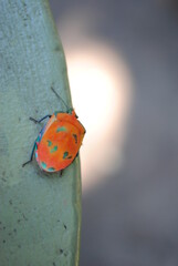 Canvas Print - Christmas Beetle