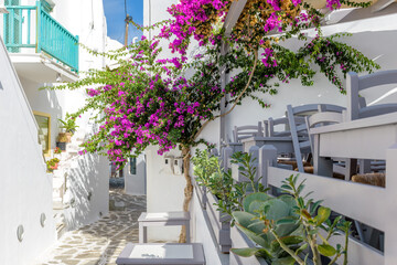  Traditional Cycladitic alley with narrow street, whitewashed facade of stores, a tavern exterior and a blooming bougainvillea in Naousa Paros island, Greece.