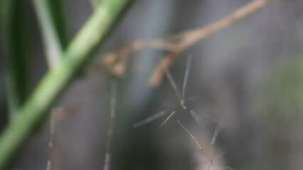 the little spider moves to and fro in the wind